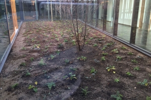 Un potager d'herbes médicinales au collège Simone Veil